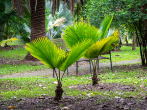 Toquilla Palm Carludovica Palmata